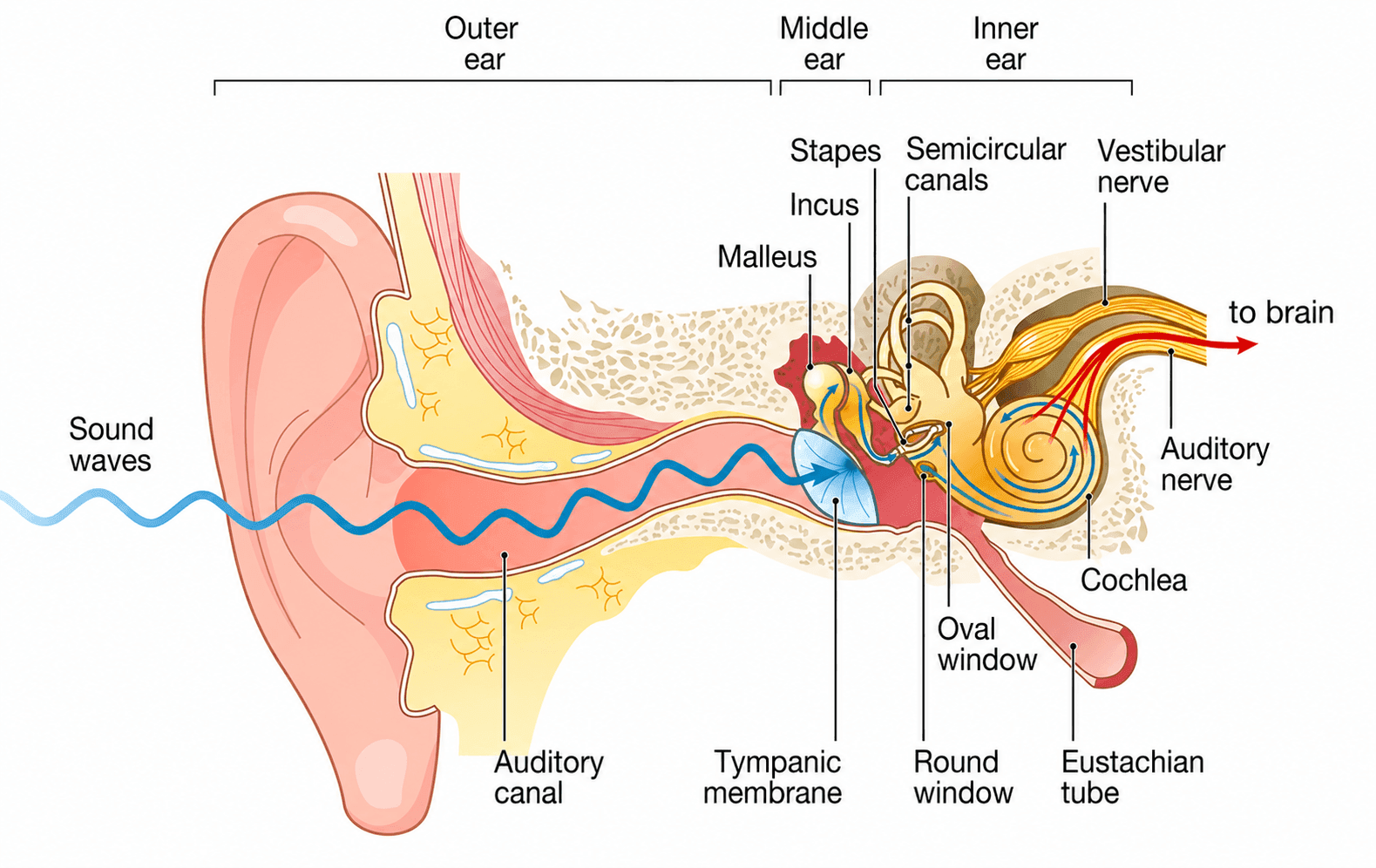Ilustración que muestra cómo viaja el sonido por el oído externo, medio e interno