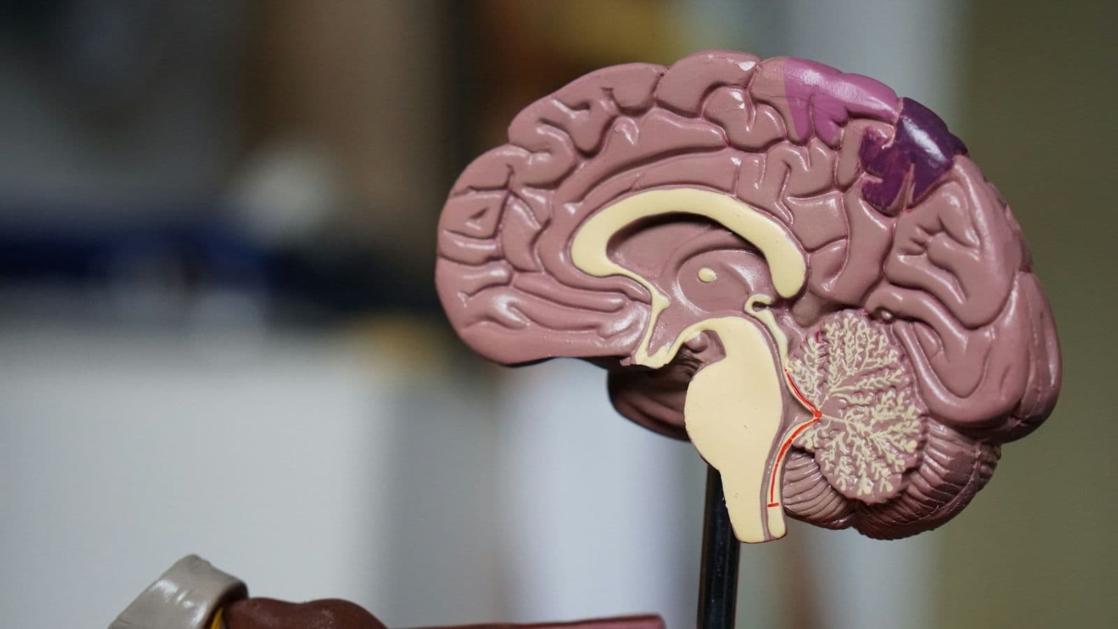 Close-up of a detailed human brain model showing internal structures, like the cerebrum and cerebellum.