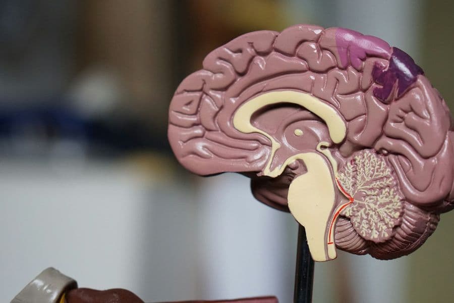 Close-up of a detailed human brain model showing internal structures, like the cerebrum and cerebellum.